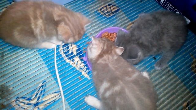 Чем кормить котенка / Feeding Kittens: What, When, How Much смотреть онлайн