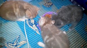 Чем кормить котенка / Feeding Kittens: What, When, How Much