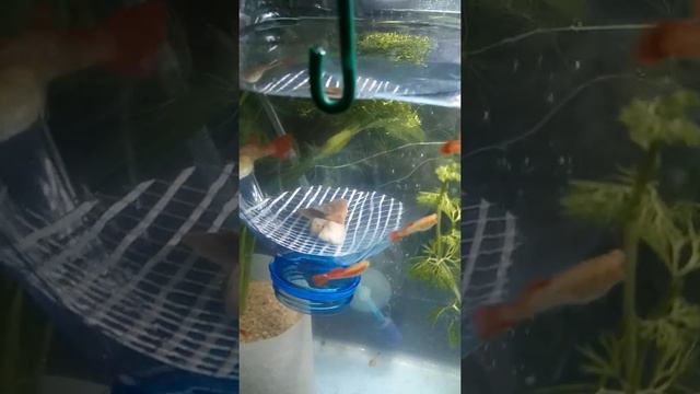 Нерестовик (spawning) для живородящих своими руками(spawning handmade) смотреть онлайн