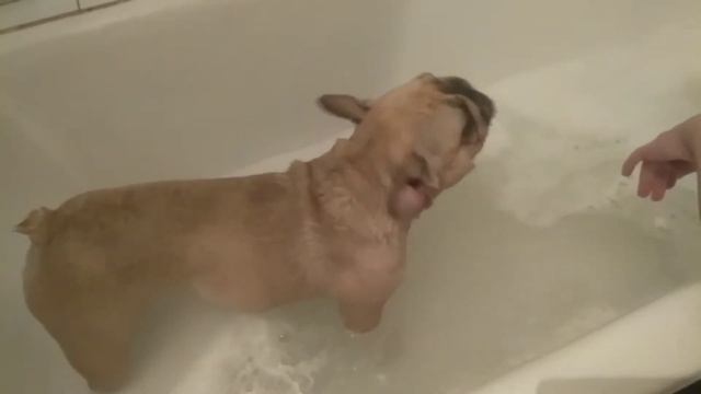 французский бульдог Бонита и вода! смешное видео