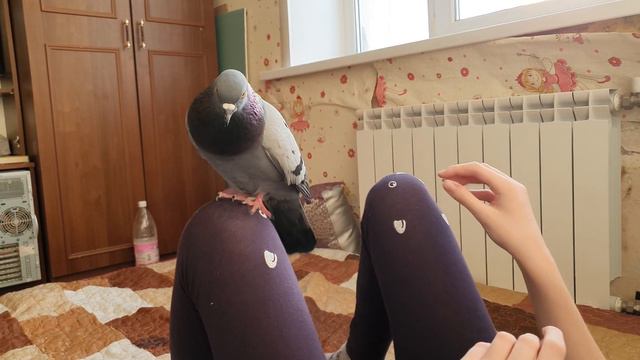 Дрессированный голубь Кеша) смотреть онлайн