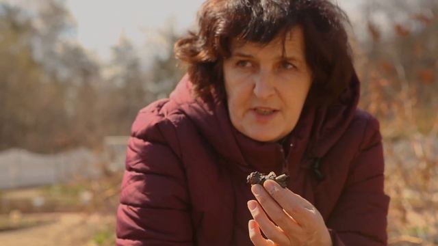 ЗАМЕНА ЛЕКАРСТВАМ. Выращиваем Бадан у себя в огороде. смотреть онлайн