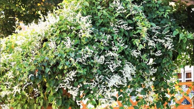 САМАЯ БЫСТРОРАСТУЩАЯ Лиана с Неудержимым Ростом и Белым Облаком ЦВЕТОВ ДО МОРОЗОВ смотреть онлайн