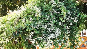 САМАЯ БЫСТРОРАСТУЩАЯ Лиана с Неудержимым Ростом и Белым Облаком ЦВЕТОВ ДО МОРОЗОВ