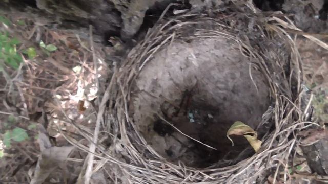 Видео про деревья в лесу, на дереве птичье гнездо, лес переквас смотреть онлайн