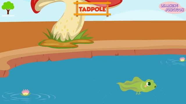 The Life Cycle of a Frog | Frog Life Cycle | Video for Kids смотреть онлайн