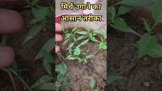 How to Grow Chilli Plant at Home# смотреть онлайн