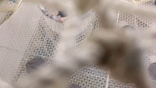 Проходим лабиринты вместе с сыном / Детская площадка в ТЦ Мега