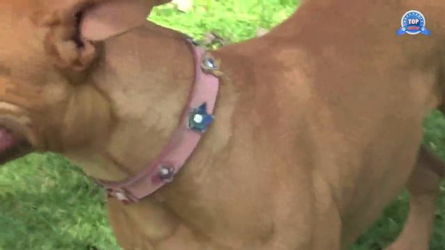 PITBULL VS AMSTAFF смотреть онлайн