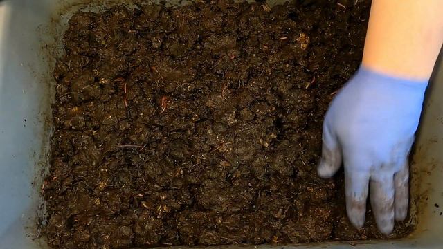 114- & 92-day older red wiggler systems fed - worm farm vermicomposting смотреть онлайн