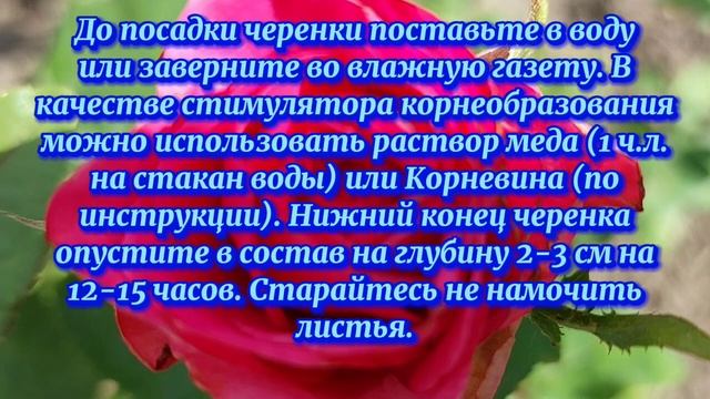 Черенкование и укоренение роз простым способом смотреть онлайн