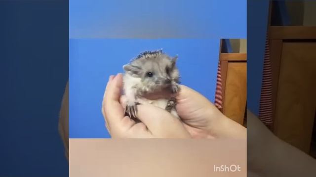 Ручной ушастый ёжик. А говорят,что они все кусачие и НЕ ручные... Не знаю,у нас как-то так) смотреть онлайн