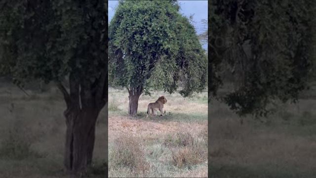 Кения. Kenya. 肯尼亚。 смотреть онлайн