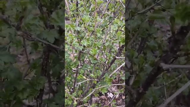 ВЕСЕННЯЯ ОБРЕЗКА КРЫЖОВНИКА! смотреть онлайн