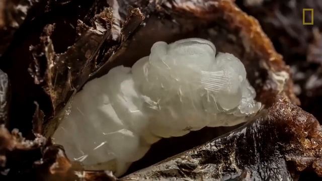 Пчеловодство.Как рождается пчела. Стадии рождения пчелы.How a bee is born. Bee Birth Stages. смотреть онлайн
