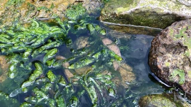 Змеи в Чёрном море. Кто такие. Опасны или нет. Развеиваем миф смотреть онлайн