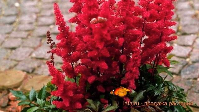 Астильба арендса Этна (astilbe X Arendsii Etna) ? Этна обзор: как сажать, саженцы астильбы Этна