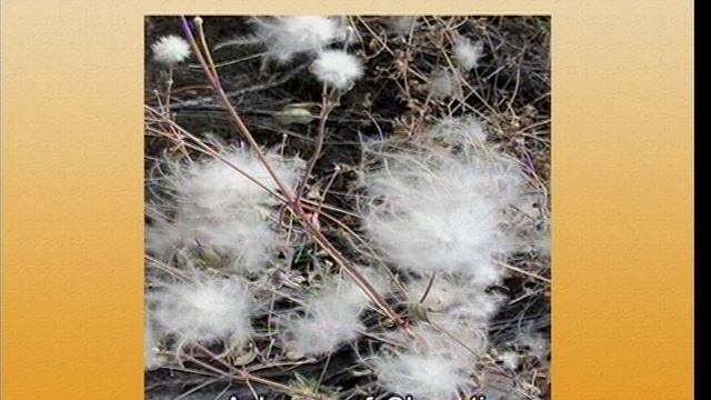 Taxonomy And Diversity Of Ranunculaceae