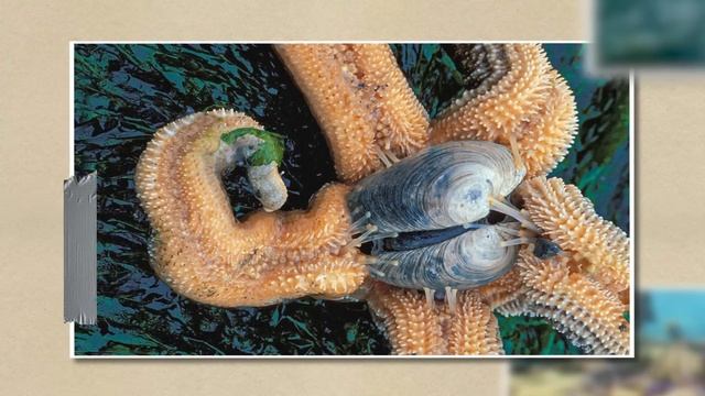 Ужасающие Роды, Которых Вы Раньше Не Видели смотреть онлайн