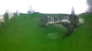 Кавказские пингвины