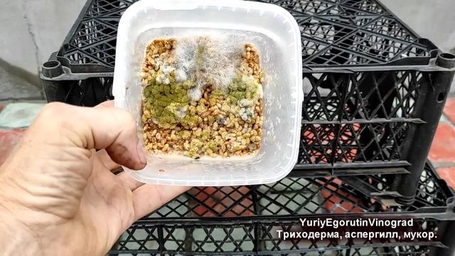 ? Даже не думай ТАК выращивать ТРИХОДЕРМУ на винограднике. Как вырос у меня ядовитый АСПЕРГИЛЛ. смотреть онлайн