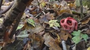 САМЫЙ НЕОБЫЧНЫЙ ГРИБ - Решёточник красный! Грибная азбука.