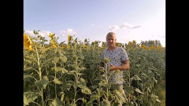 Взяток закончился не успев начаться Будет ли мед в сезоне 2021 смотреть онлайн