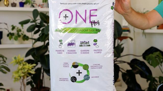 Aster, cura e coltivazione dei settembrini, perenni autunnali смотреть онлайн