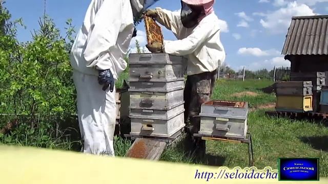 Деление семей. Многокорпусный улей. Пчеловодство для начинающих. Метод пчеловодства смотреть онлайн