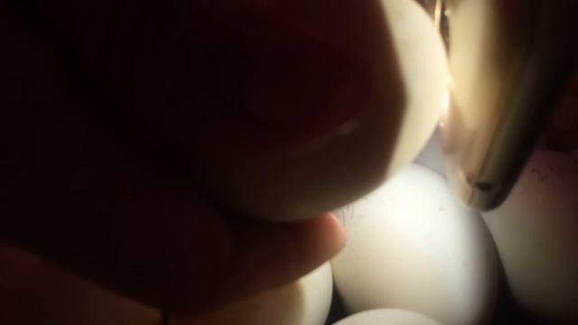 Как определить живое или не живое яйцо. Инкубация. смотреть онлайн