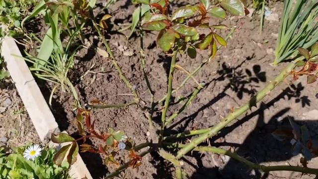 Хотите чтобы НА ВЫШИХ РОЗАХ стало БОЛЬШЕ ЦВЕТОВ? Сделайте ДВЕ ПРОСТЫЕ ХИТРОСТИ весной! смотреть онлайн