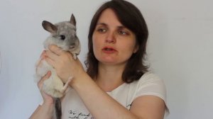 Шиншиллы могут умереть