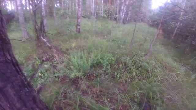 Тайна лесной опушки раскрыта... смотреть онлайн