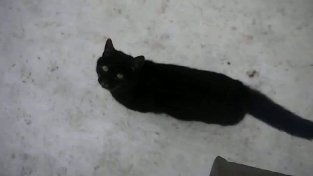 Котэ бьется об экран)) смотреть онлайн