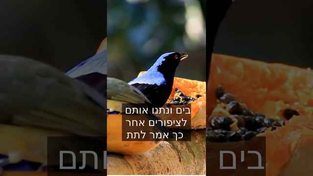 פרשת בשלח שבת שירה🕙 ב 59 שניות | לומדים חסידות ע"פ ליקוטי שיחות דקה תורה בפרשה #בשלח смотреть онлайн