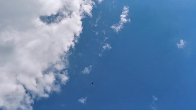 #PIGEONS. Посадка чёрной молодой бакинской бойной голубки 17.06.2020г. смотреть онлайн