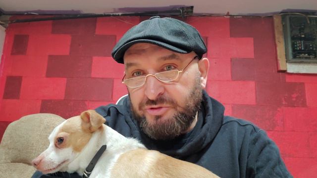 Чихуахуа Валера смотреть онлайн