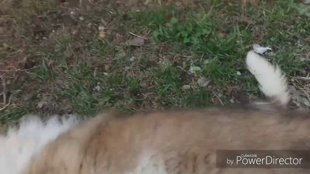 DogVlog: ЛоЛа расчесывается и играет/ Московская Сторожевая ЛоЛа смотреть онлайн