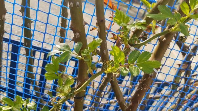 Радужные растения и цветы Земле