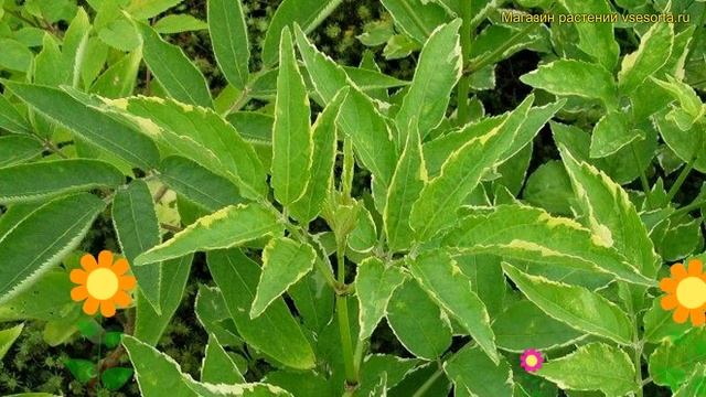 Бузина черная Наоми. Краткий обзор, описание характеристик, где купить саженцы sambucus nigra Naomi смотреть онлайн