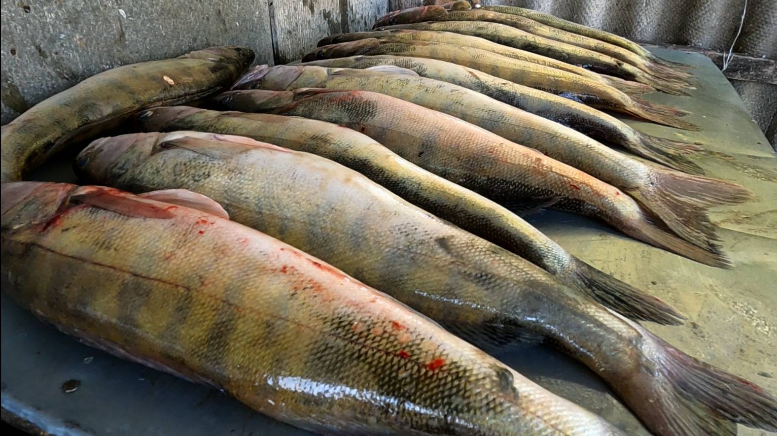 Ахтуба ИЮНЬ 2022 - У ПАРОМА взяли 20 кг судака за ДВА часа. (часть 2) ЛУЧШАЯ ПРИМАНКА по судаку