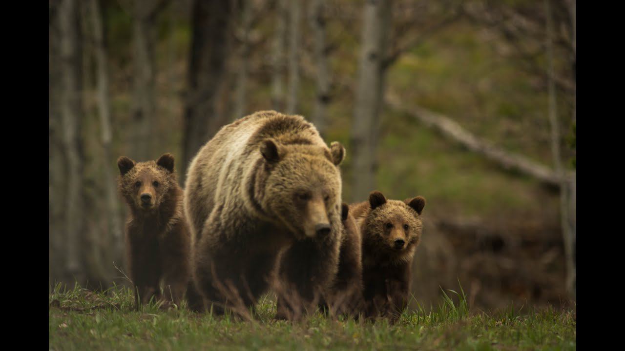 Нашему каналу исполнился год смотреть онлайн