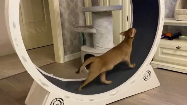 Абиссинская кошка бегает в колесе