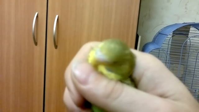определение пола волнистых попугаев. смотреть онлайн