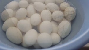 Особенности инкубации гусиного яйца. Гуси породы Линда