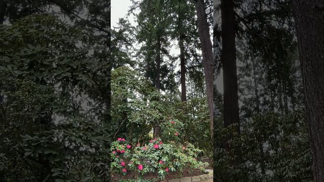 Crystal Springs Rhododendron Gardens смотреть онлайн