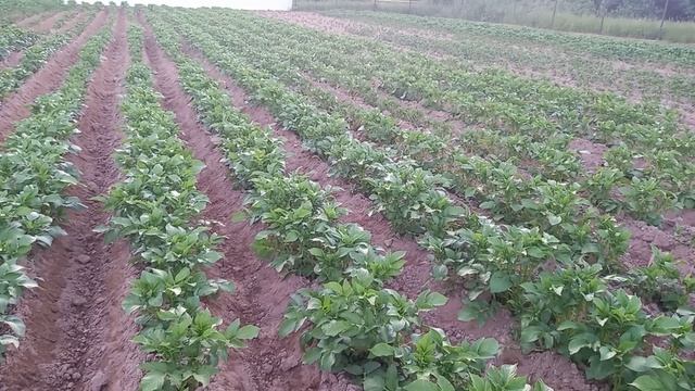 Профилактическая обработка картофеля, подкормки. смотреть онлайн