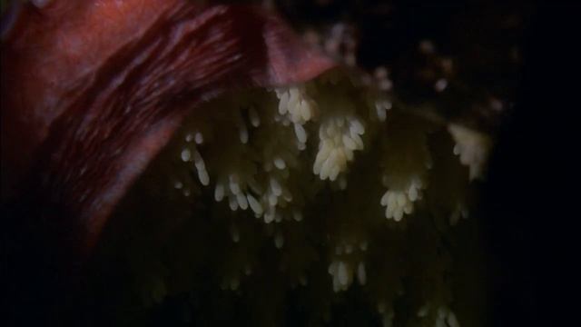 Гигантский тихоокеанский осьминог смотреть онлайн