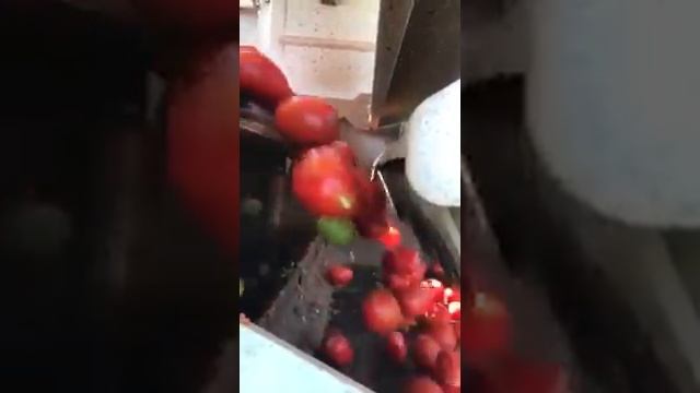 Фото-сортировка помидоров смотреть онлайн