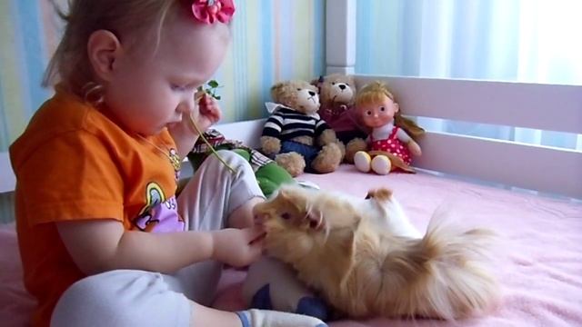 МОРСКИЕ СВИНКИ кормим капустой и петрушкой смотреть онлайн
